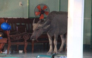 Trâu điên húc người nhập viện rồi chạy vào nhà dân "cố thủ"