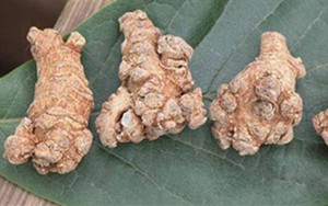 Củ tam thất tốt cho người bị thiếu máu