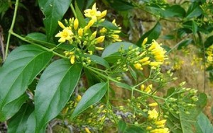 Lá ngón chứa chất kịch độc gì mà có thể giết người trong "nháy mắt"?