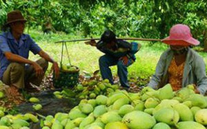 Nhiều tín hiệu vui cho xuất khẩu trái cây Việt Nam