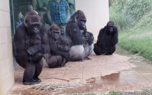 Video gia đình khỉ đột trú mưa gây bão mạng