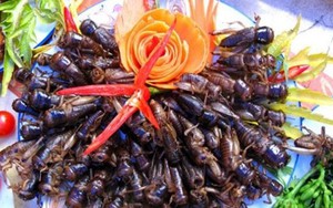 Vì sao các món từ côn trùng ngon nhưng nguy hiểm?