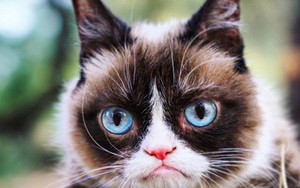 Grumpy Cat - cô mèo cáu kỉnh nhất thế giới với hơn 8 triệu người theo dõi đã qua đời