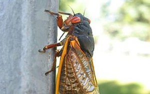 Nhập viện sau chầu nhậu... ve sầu