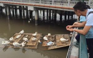 Hải Phòng: Thiên nga ốm do nắng nóng và bội thực