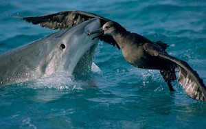 Khoa học chứng minh: Cá mập hổ con ăn được cả thịt sống trên cạn