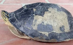 Hết rắn và trăn "khủng", người dân An Giang lại phát hiện rùa lạ hiếm