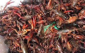 Giá nửa triệu đồng/kg, chưa biết ngon hay không nhưng tôm càng đỏ ấn chứa đầy nguy hại
