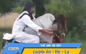 Video: Người đàn ông chở bò đi dạo bằng xe máy