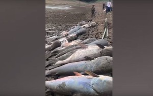 Video: Kinh ngạc khi vớt được hàng chục xác cá trê khổng lồ