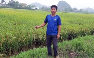 Ninh Bình: Kẻ xấu dùng chông sắt cắm đầy ruộng, phá máy gặt lúa