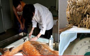 Phát hiện kinh hoàng khi mổ xác nai ở Công viên Nara Nhật Bản