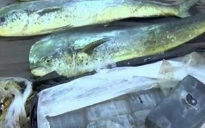 Vớt được bọc cocaine hàng chục cân nhờ phát hiện cá ‘phê thuốc’