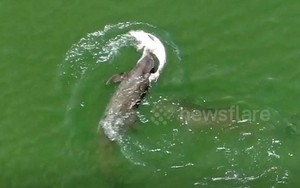 VIDEO: Xúc động cảnh cá heo mẹ nỗ lực đưa cá heo con đã chết đi cùng