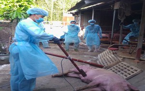 Phát hiện ổ dịch tả lợn Châu Phi đầu tiên tại TPHCM