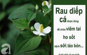 Mùa hè không thể thiếu diếp cá vì vừa giải nhiệt vừa chữa bệnh cho bé nhà bạn cực hiệu quả