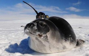 Những con hải cẩu gắn cảm biến giúp khoa học giải mã bí ẩn ở Nam Cực