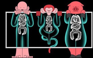 Các nhà khoa học đang thử nghiệm cấy nội tạng lợn biến đổi gen sang khỉ, sau đó sẽ đến lượt con người