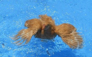 Chuyện gì sẽ xảy ra nếu thả một chú gà xuống nước?