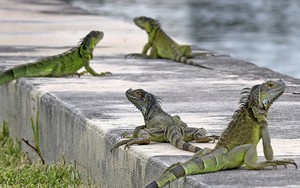 Hàng nghìn con cự đà gây họa cho Florida