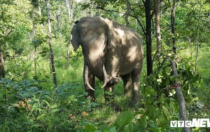 Ảnh: Khám phá một ngày làm việc của những 'bảo mẫu' voi rừng Tây Nguyên