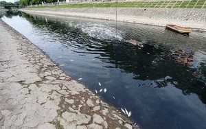 Công ty Thoát nước Hà Nội nói gì về cá chết trên sông Tô Lịch?