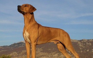 Chó săn sư tử châu Phi, nguồn gốc và đặc điểm