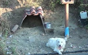 Sau khi chủ qua đời, chú chó trung thành vẫn đứng chờ ở nơi xảy ra tai nạn suốt 18 tháng trời nhất quyết không chịu rời đi