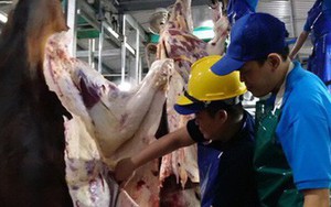 Bất ngờ 1.600 con trâu bò Úc mất dấu tại Việt Nam