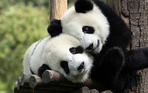 Tan chảy trước tình yêu ngọt ngào và dễ thương của các loài động vật