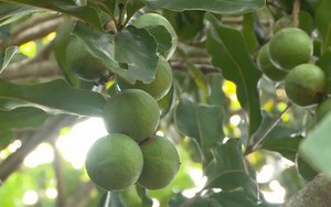 Cây 'tỷ đô' ở vùng đất Tây Nguyên