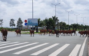 Cỏ mọc um tùm, bò dạo chơi tại Khu công nghệ cao TPHCM đang dính sai phạm