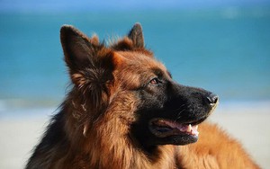 Top 10 giống chó dễ huấn luyện nhất thế giới