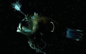 Cá lồng đèn: Tên dễ thương nhưng mặt thì không thương nổi và có những hành vi đáng sợ nhất đại dương