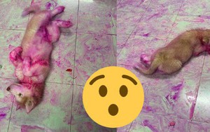 Chỉ vì quên đậy giỏ trái cây, thanh niên bị 2 boss ngáo nhuộm tím lịm tanh bành cả căn nhà như hiện trường vụ án