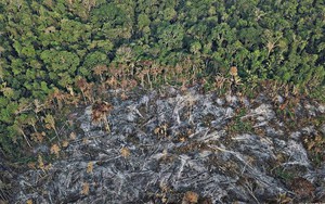 Nếu rừng Amazon biến mất, thế giới mất đi 20% lượng nước ngọt, 20% lượng oxy, con người chịu ảnh hưởng trực tiếp