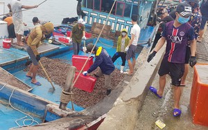Ngư dân Hà Tĩnh 'trúng mánh', mỗi ngày thu đến 20 triệu từ ốc xoắn, sò nhám