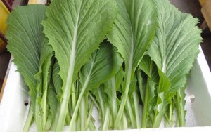 Cải canh giúp kiện tỳ, tiêu đờm, mát phế