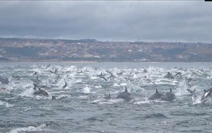 Kinh ngạc cảnh 1000 cá heo khổng lồ điên cuồng chạy trốn cá voi sát thủ
