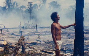 Trước khi cháy kỷ lục xảy ra, rừng Amazon đã kiên cường chống trả sự xâm lấn của con người chỉ nhờ một "chiến binh tí hon"