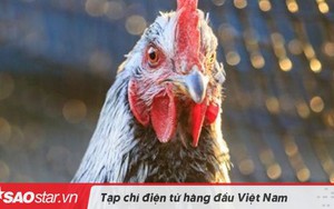 Bà lão bị gà mổ chết khi vào chuồng nhặt trứng