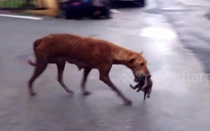 Video: Cảm động trước nỗ lực cứu đàn con của chó mẹ gầy yếu