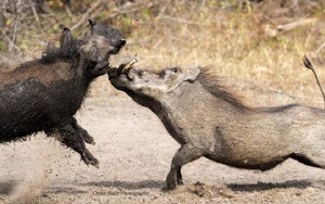 Trận đánh quyết liệt giữa hai con lợn lòi đực