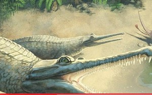 Sự thật về hóa thạch cá sấu dài 4,5 mét