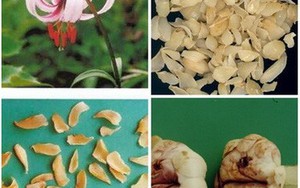 Món ăn - bài thuốc bổ phổi
