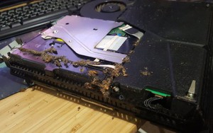 Tháo PS4 ra để vệ sinh máy, anh chàng gamer tá hỏa khi bên trong toàn là gián chết