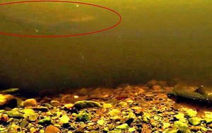 Giải mã đoạn video về Quái vật hồ Loch Ness huyền thoại: Danh tính của Nessie có thể là loài vật không ai nghĩ tới