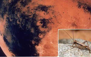 Đây sẽ là cách con người tồn tại trên sao Hỏa: ăn thịt nhân tạo, trồng rau trong hầm và... nhai côn trùng sống qua ngày