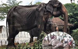 Phẫn nộ với nguyên nhân chết của cụ voi gầy trơ xương từng gây chấn động