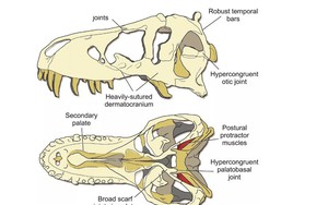 Hộp sọ của T-rex cứng đến mức chính nó cũng không thể cắn vỡ